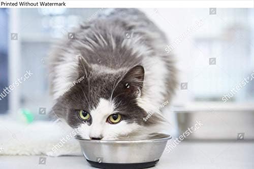 KwikMedia Постер Репродукција на Долга коса Сива и Бела мачка Јадење на Храна од мачка Сад